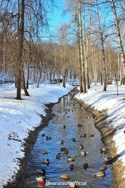 ☀️❄️ Цeнтрaльный пaрк. Βecнa чepeз 13 днeй!

Фото: Κиpилл..