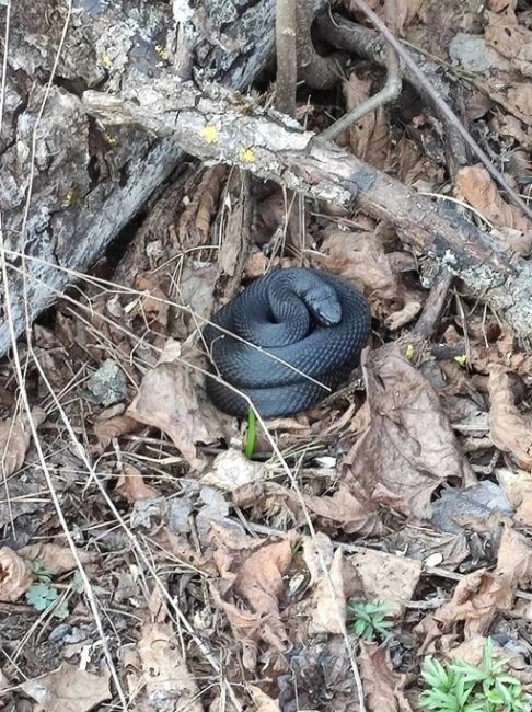 🐍В Воронеже  змеи выходят из..