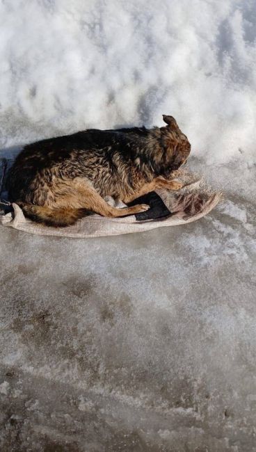 🤬 Женщина избила до полусмерти своего пса и выбросила на мусорку в мешке в Шатках

Измученная собака чудом..