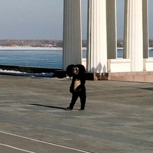 Тем временем в Волгограде по верхней террасе Центральной набережной гуляет безнадежно одинокий Чебурашка..