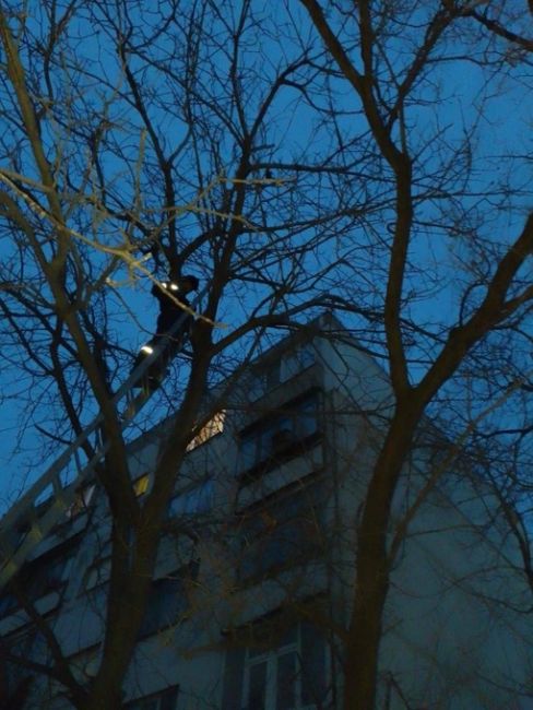 Операцию по спасению голубя провели в Новороссийске.

Голубь запутался в веревке не дереве на высоте..