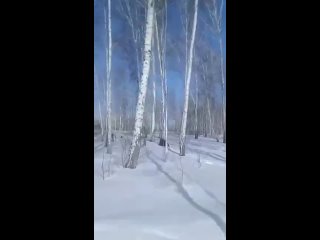 Кадры из Успенского заказника в Новосибирской области
 
Только проснувшийся мишка удирает по дереву от..