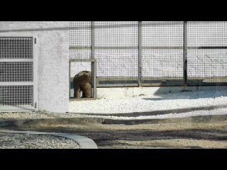 В ростовском зоопарке белую медведицу Комету пересилили в новый вольер. 

«Здесь все построено с нуля –..