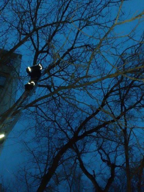 Операцию по спасению голубя провели в Новороссийске.

Голубь запутался в веревке не дереве на высоте..