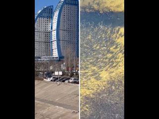 Волгоградец снял удивительное видео 👏🏻😍

На Центральной набережной около причала, который ближе всего к..