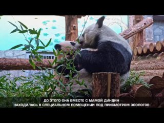 Не у нас, но мило. Малышка панда Катюша, которая живёт в Московском зоопарке, вышла в большой вольер. 
..