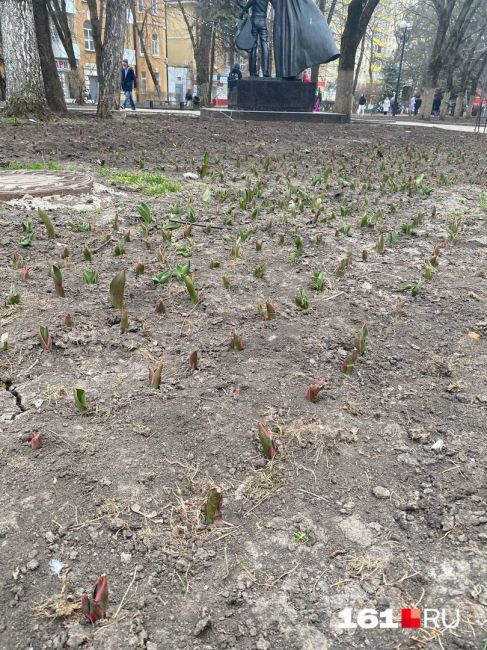 В Ростове взошли посаженные в мороз тюльпаны на улице Пушкинской. Цветы посадили в начале декабря прошлого..