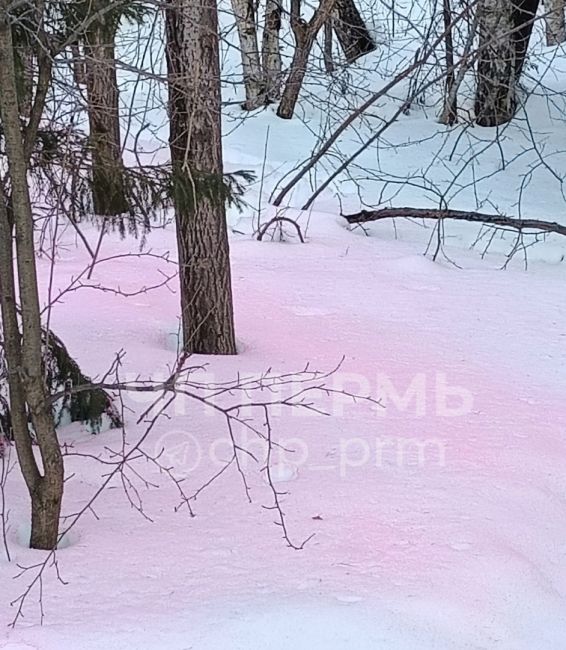 Что за розовый снег в..