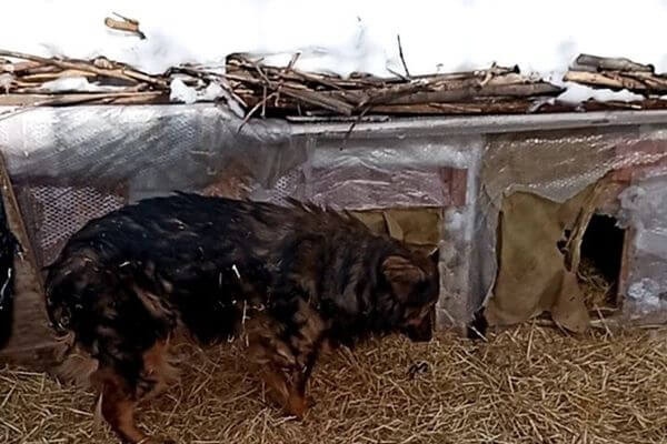 Самарские зоозащитники просят силовиков разобраться со сносом будок для собак 

Они утверждают, что из-за..