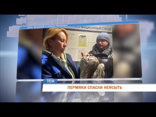 ‼Пермяки спасли неясыть 

️Супруги Владимир и Лариса Грицкевич из Перми заметили бедолагу на улице Борцов..