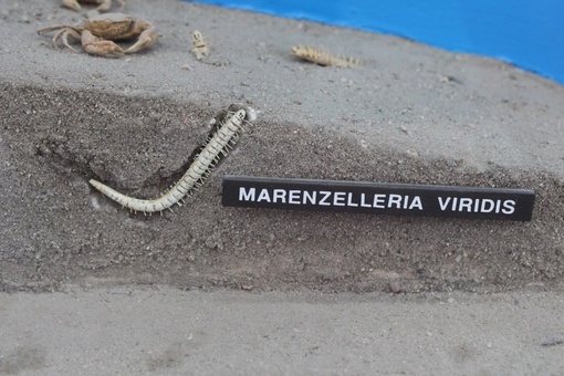 В Азовском море обнаружили нового обитателя под названием «морская мышь»

Это глубоководный червь-полихет..