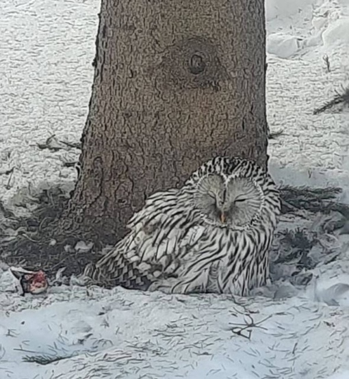 🦉В Уфе сова обезглавила донимавшую ее ворону 
 
В Уфе на улице Карла Маркса, 30/2 очевидцы заметили сидевшую на..