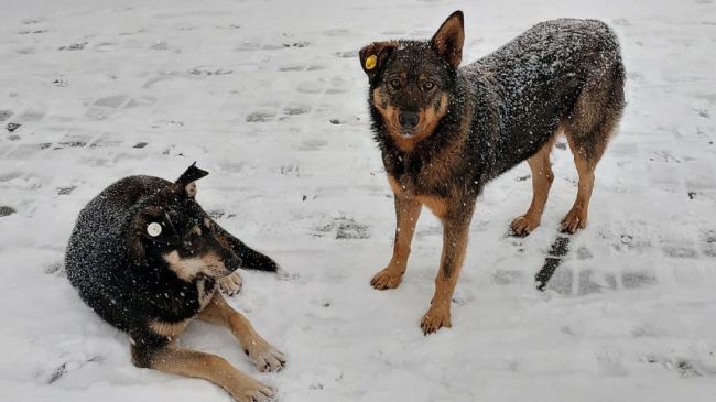 В Самарской области хотят запретить подкармливать собак 

Законодатели преследуют благую цель

В Самарской..