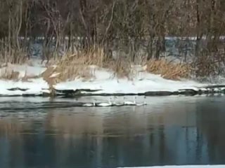 💙 Весна пришла - на реке Пьяна в Перевозском округе заметили шестерых лебедей-шипунов, занесенных в Красную..