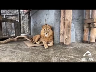Львы из Челябинского зоопарка начали выходить на прогулку. 

Видео: Челябинский..