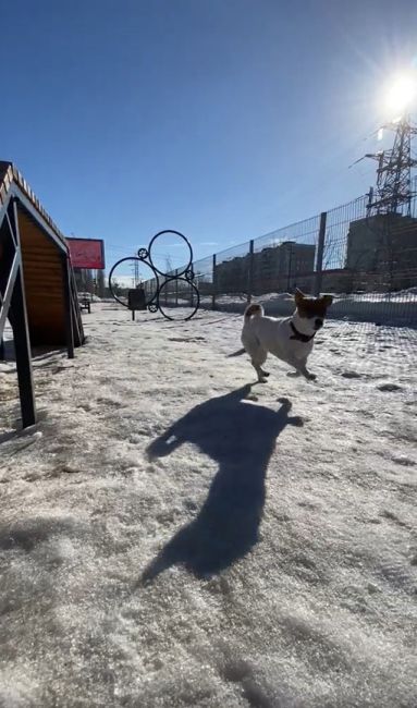 Пёсики хотят гулять на правильных площадках! 

Чтобы не мешать другим и гулять в специально оборудованных..