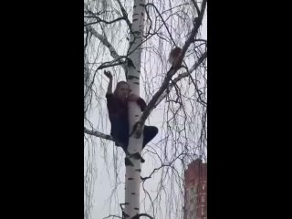 В Щелково отважная девушка залела на дерево, чтобы спасти кота, но в итоге сама спуститься не смогла и уже для..