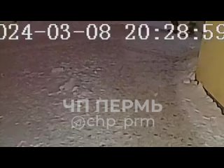 Вечером 8 марта в Медовом взрослая овчарка (которая свободно передвигалась без поводка и намордника) напала..