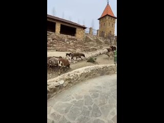 🐏 Маленькие муфлоны появились в парке Лога. Всего родился 21 малыш. 

Среди новорожденных — три тройни и две..