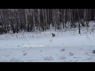 Спасенную на Торгашинской лестнице косулю выпустили в лес.

Застрявшую между поручней лестницы косулю..