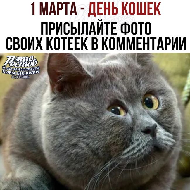 🐈🐈 А вы поздравили своего любимца?

⚡Подпишись на паблик «Это..