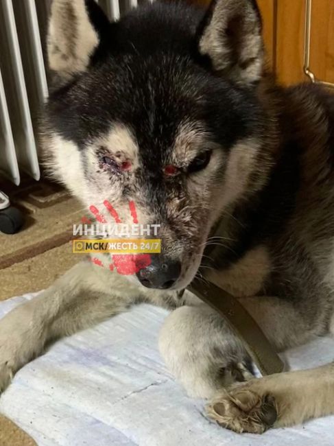 Еще один случай жестокого обращения с животным…

На Московке найдена собака породы хаски с травмированным..