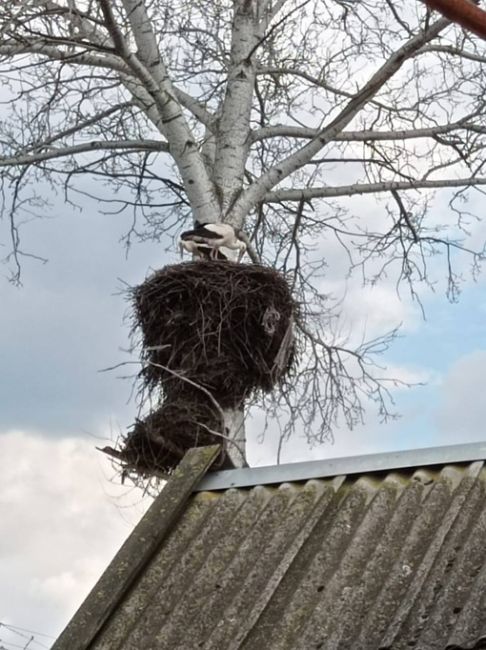 В Ростовскую область вернулись аисты.

Первые гнезда в этом году птицы организовали в деревне Екатериновка..