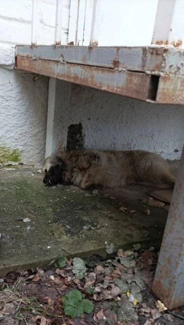 В Курской области чиновники расстреляли бездомного щенка, чтобы он не попал на глаза губернатору

Инцидент..