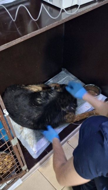 🤬 Женщина избила до полусмерти своего пса и выбросила на мусорку в мешке в Шатках

Измученная собака чудом..