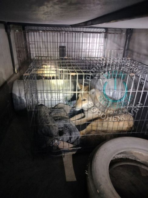 Вчера в Воронежский зоопарк были переданы три енотовидных собаки и молодая волчица. Животных вывезли..