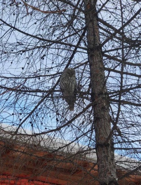 Сову заметили челябинцы в одном из дворов. 

Фото:..