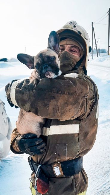 🐶❤Любвеобильный Персик спасен на пожаре 
 
🔥На пожаре 14 марта в деревне Верхний Карбуш Омской области..