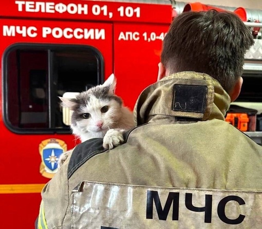 Вот такой талисман пожарно-спасательной части живет в Дзержинске. 

Пушистый охранник Васька защищает..
