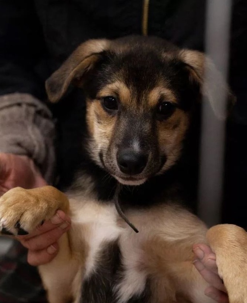 Петруша ищет дружную семью! 🐾 
Мальчик, около 6 месяцев.Добряшка. Играшка. Целовашка. Живет с таксами и..