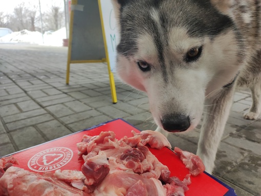 Кто потерял хаску?!
Не знаю мальчик или девочка. Собакевич добрый максимально, единственное ловит голубей, не..