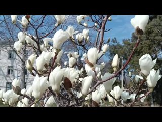 Прекрасная белая магнолия расцвела в Анапе 🌸

📹 Марианна..