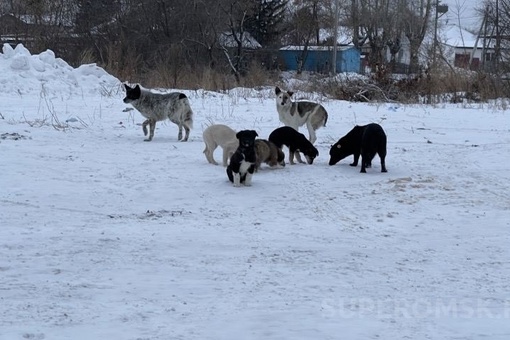 В Омске стая бродячих собак напала на ребенка

Инцидент произошел накануне, 13 марта, в Чкаловском поселке...