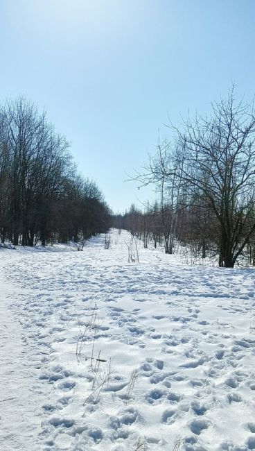 А вот и первые весенние пролески, которые уже распустились в санатории имени..