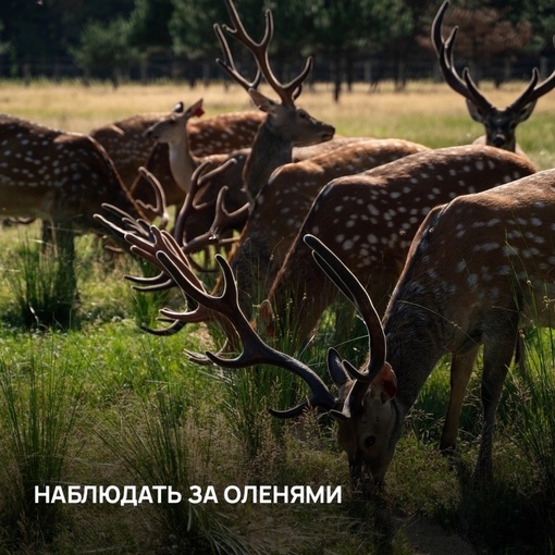 Праздник древонасаждения в глэмпинге «Синий яр»

30–31 марта в области сердца состоится особое мероприятие...