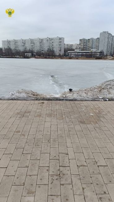 Женщина решила пройти через Гольяновский пруд и провалилась под лед.

Женщину достали из-подо льда, но в..