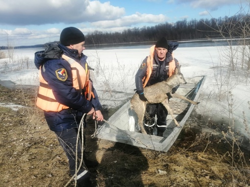 В Ростовской области от гибели в реке Дон спасли косулю. 
 
Жители Шолоховского района сообщили в..