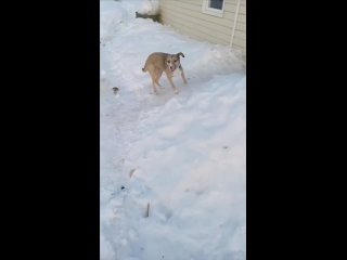 Лучшее напоминание о том, что всем нам нужна любовь!

На кадрах собачка Тося, которую нижегородские волонтеры..