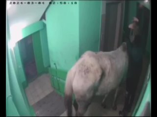 Романтик из Кемеровской области пытался заехать в квартиру к любимой на белом коне

Принц завёл животное в..