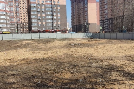 На улице Вересаева — напротив одноименного ЖК — вырубили рощу. По словам нашего читателя, все это незаконно..