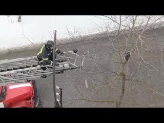 Самое милое видео: в Березниках пожарные спасли кошечку, которая несколько дней сидела на дереве высотой с..