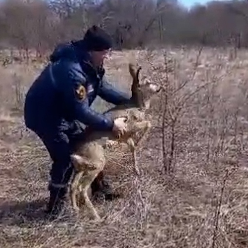 В Ростовской области от гибели в реке Дон спасли косулю. 
 
Жители Шолоховского района сообщили в..