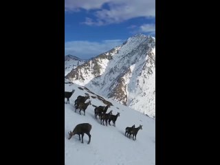 Посмотрите на этих кавказских серн, гуляющих по горам Сочи 🐐

Камера им не очень понравилась 🥲

Видео: Юрий..