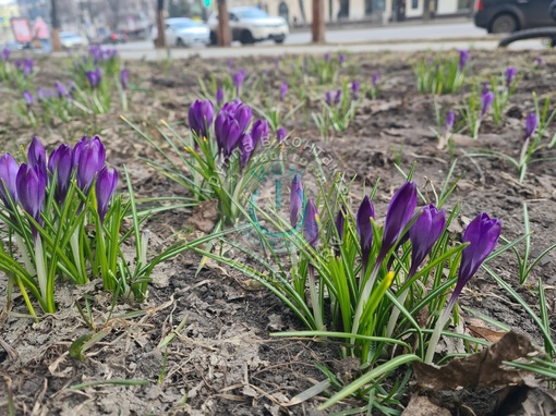 🌿На улице Кирова распустились крокусы

📷Константин..