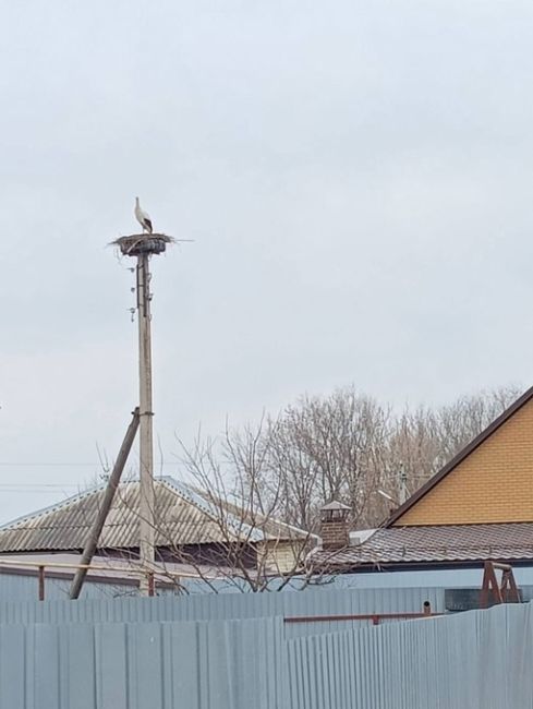 В Богучаре заметили аиста ❤

Люди, прошу я, потише, потише. 
Войны пусть сгинут во мгле! 
Аист на крыше, аист на..