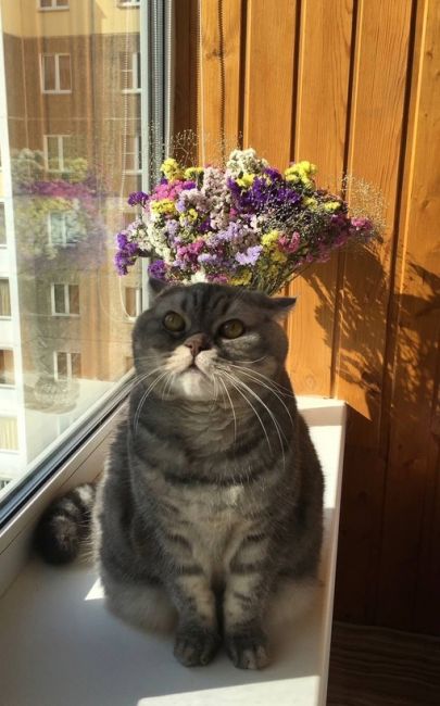Сегодня первый день весны. Также сегодня отмечается День кошек. 

Делитесь в комментариях фотографиями своих..